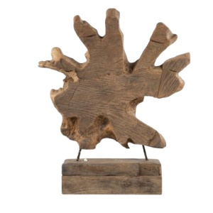 Raíz de árbol de teca