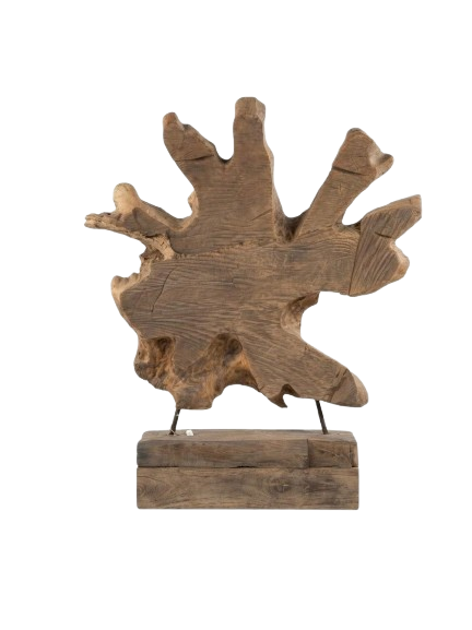 Raíz de árbol de teca